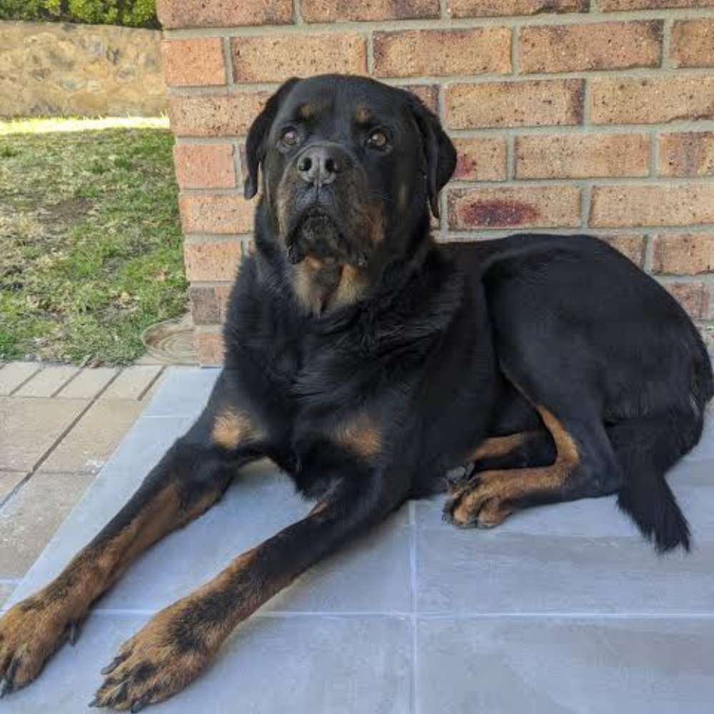 Rex